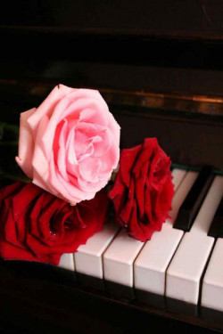 2015 04 29 rose
